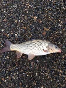 659carp
