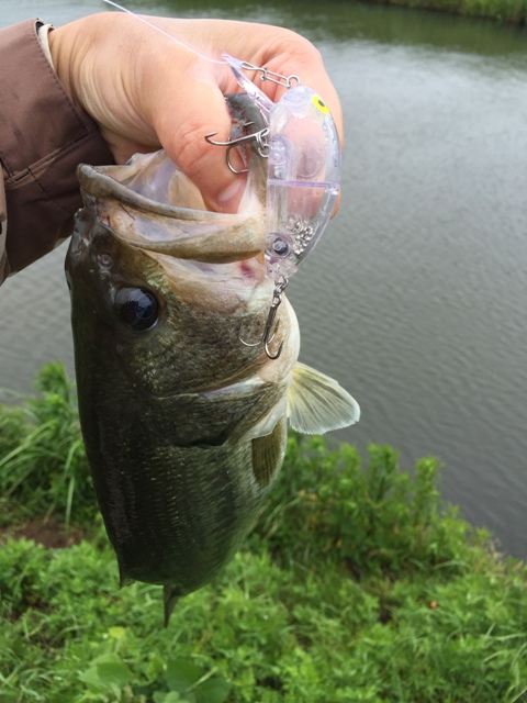 721bass01