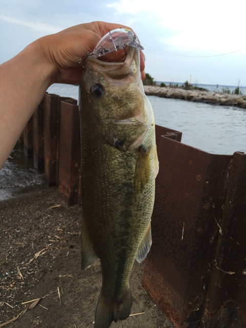 721bass02