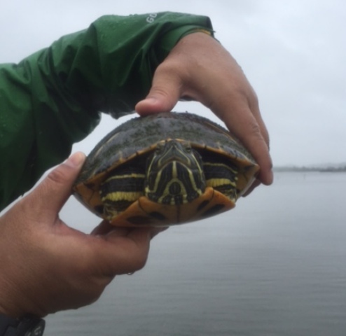 767turtle